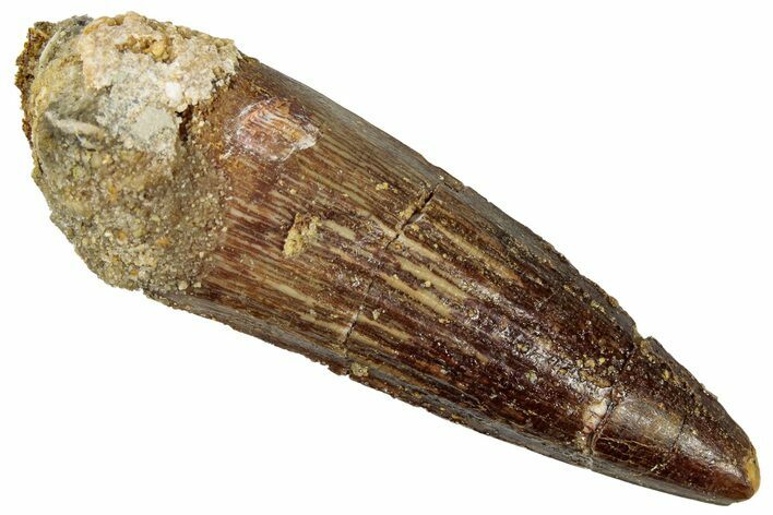 Fossil Spinosaurus Tooth - Real Dinosaur Tooth #299133